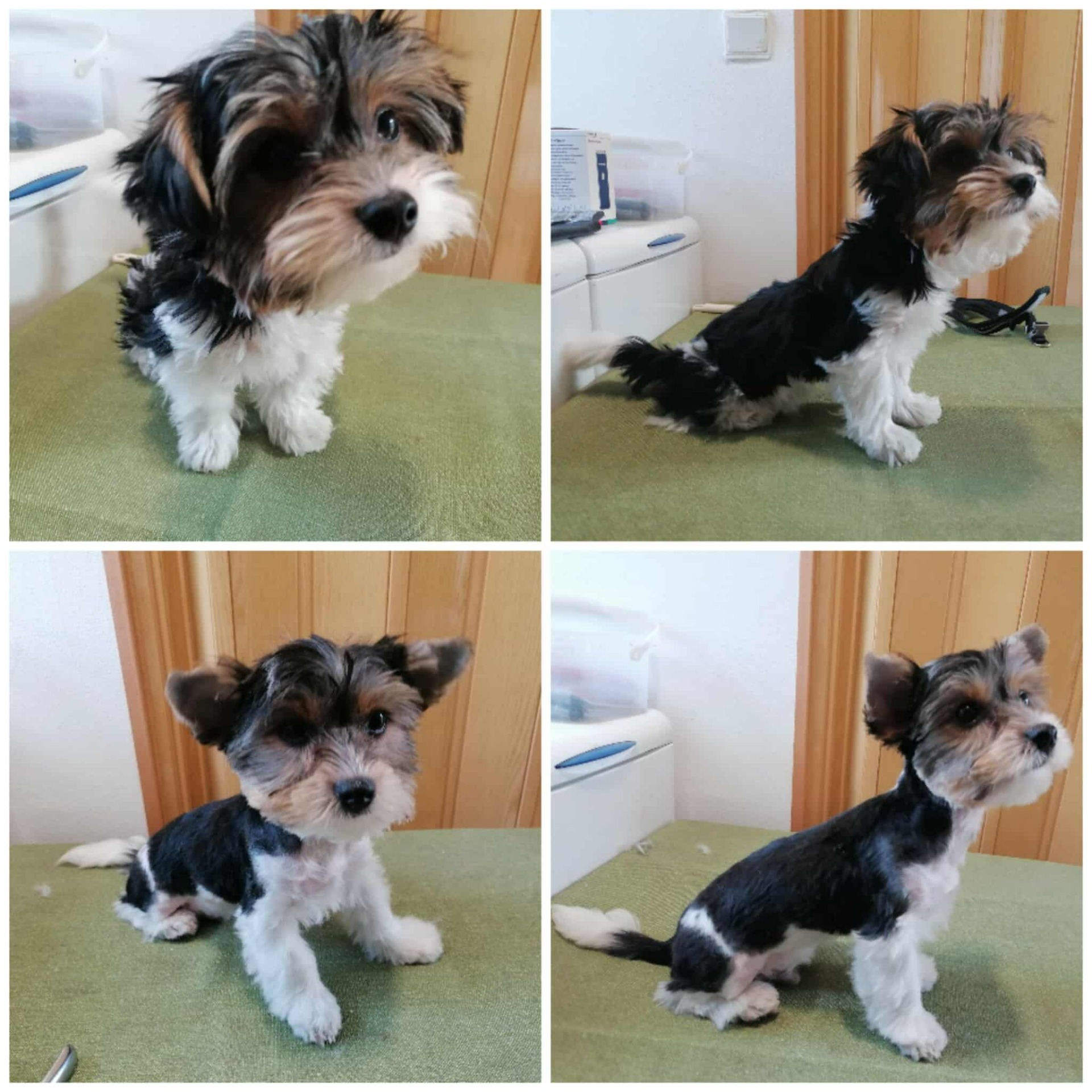 poprvé na stříhání :-)